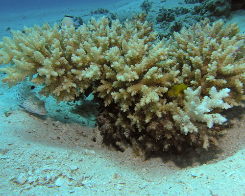 Под сенью кораллов